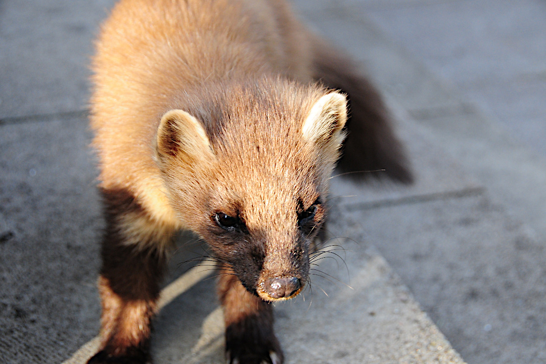 Are Pine Martens Dangerous To Cats?