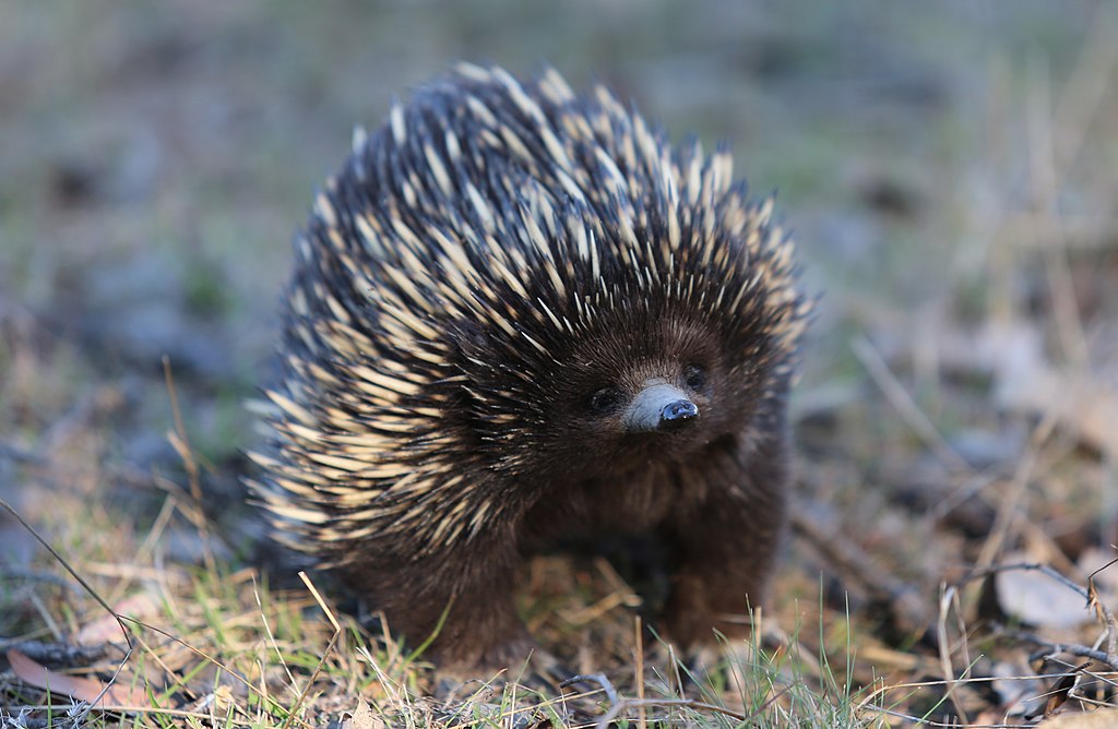 An Echidna in the wild