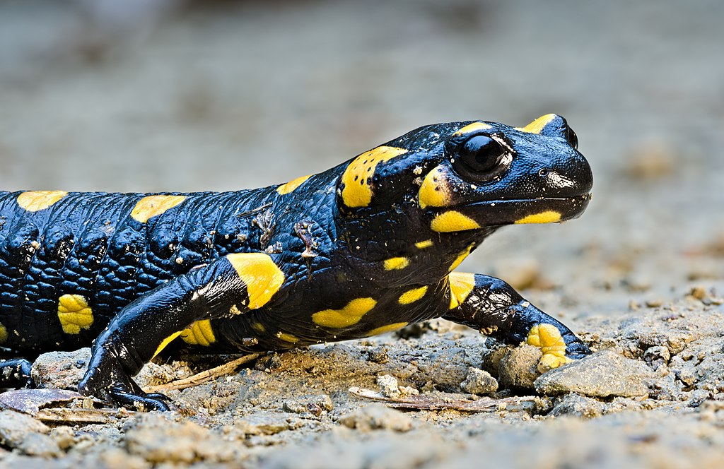 What Is A Baby Fire Salamander Called?