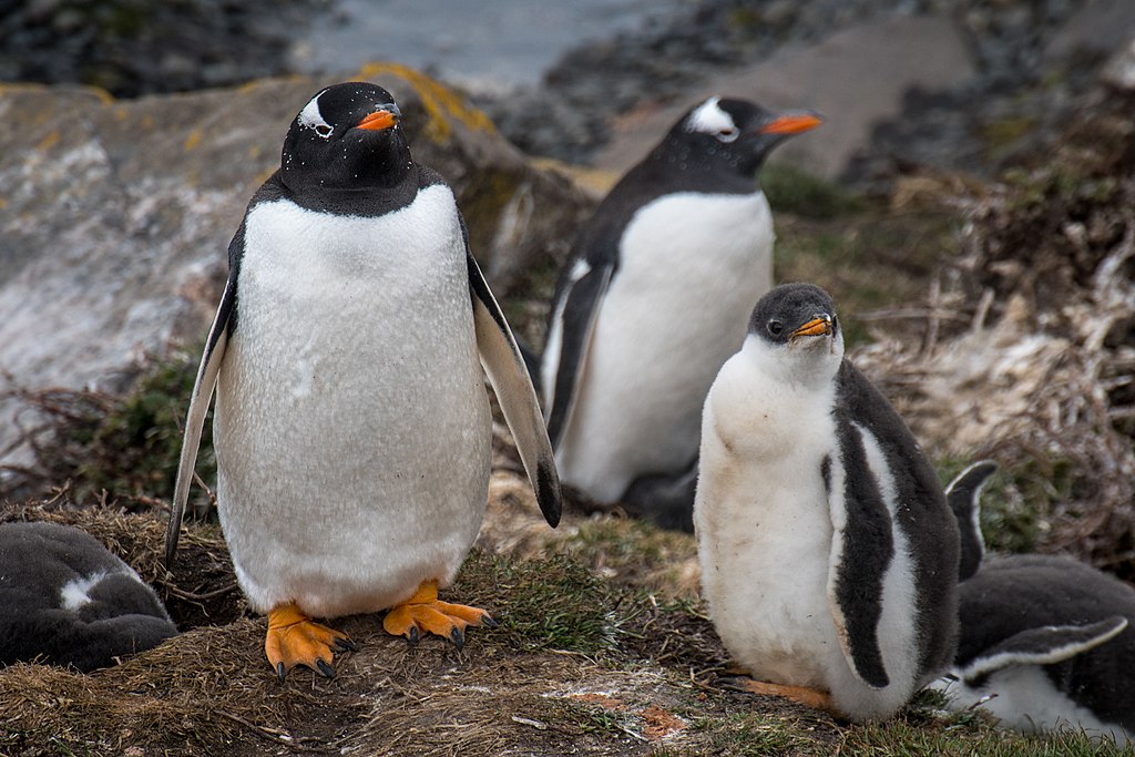 Are Gentoo Penguins Friendly?