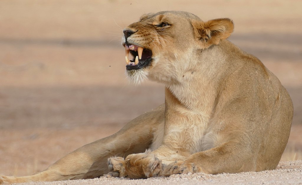 How Strong Is A Lion Swipe?