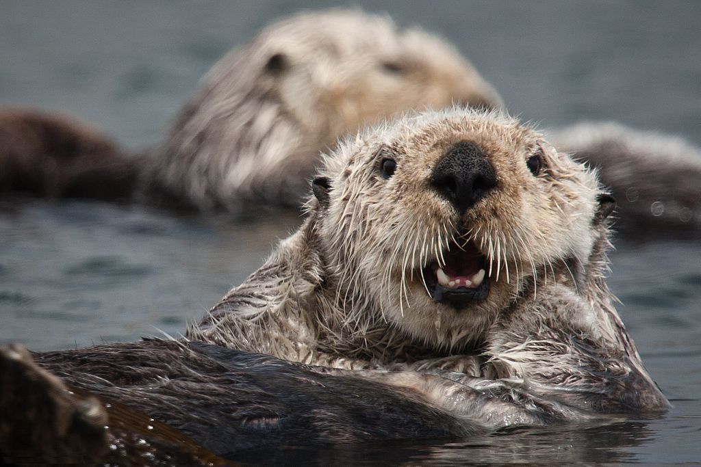 An otter smiling at the camera.