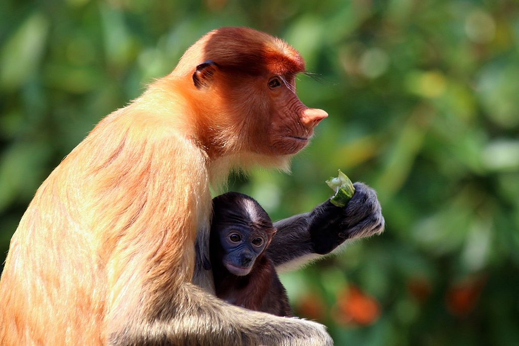 How Long Can A Proboscis Monkey Hold Its Breath?