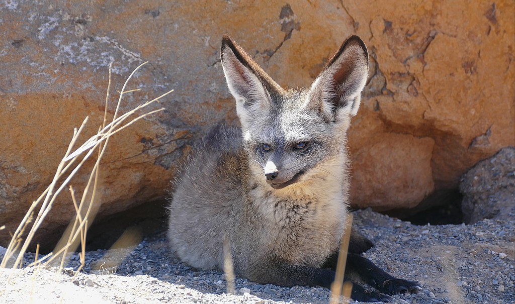 Do Bat Eared Foxes Hibernate?