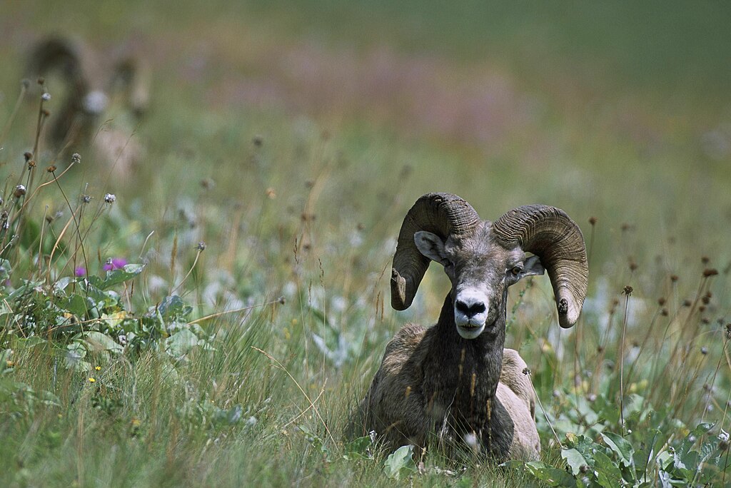 How Fast Can A Bighorn Sheep Run?