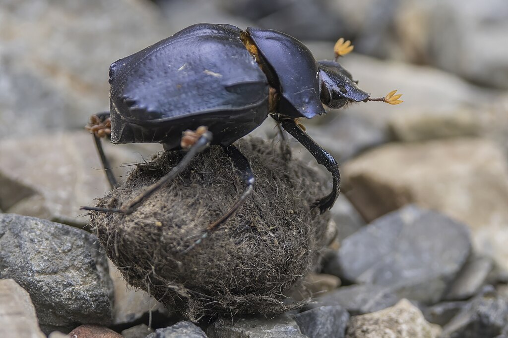 When Are Dung Beetles Active?