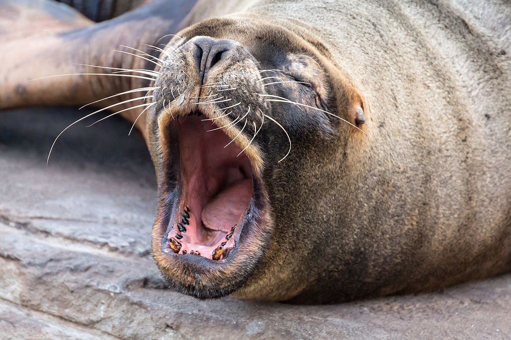 Do Sea Lions Eat Turtles?
