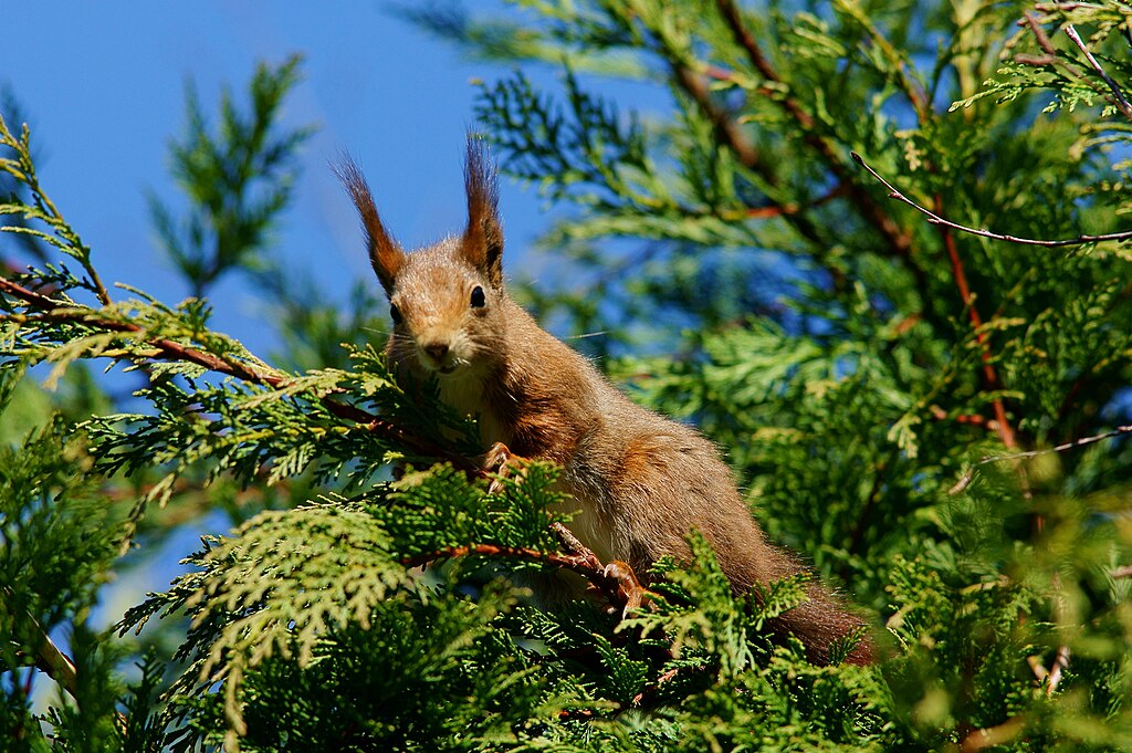 Are Male Squirrels More Aggressive?