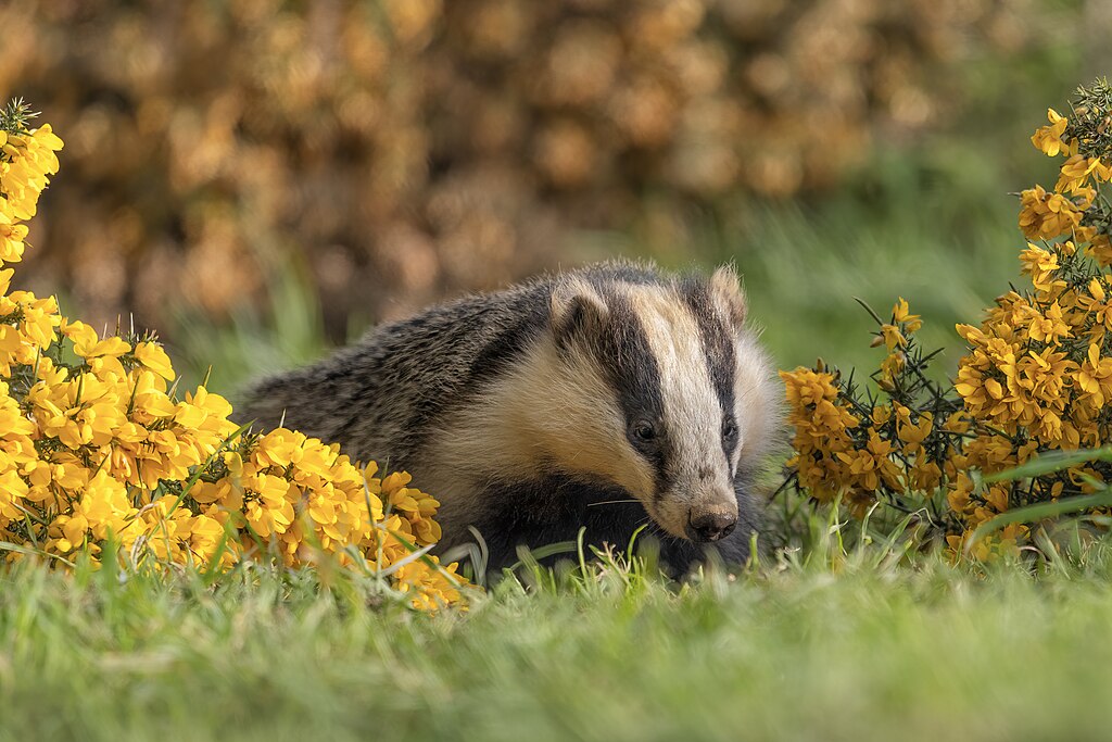 Are Badgers Aggressive To Humans?