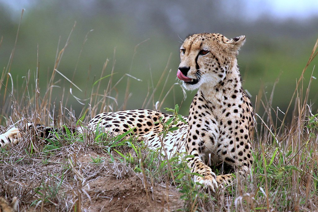 Can A Cheetah Kill A Hyena?