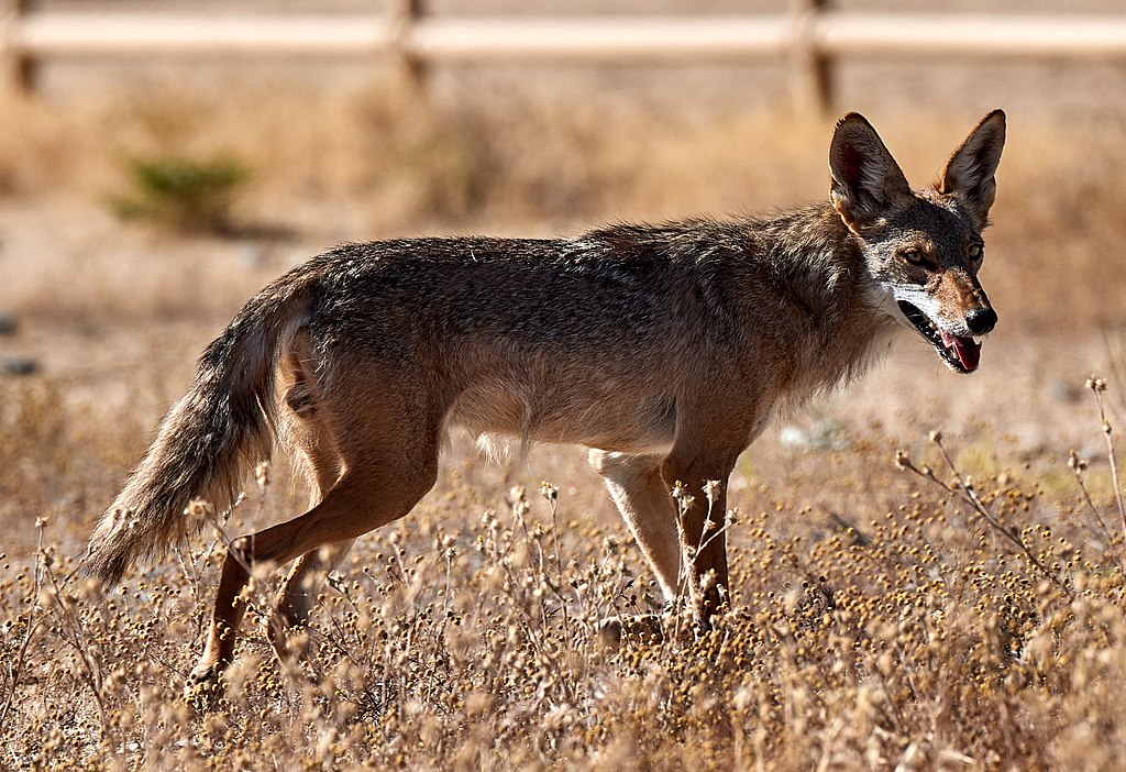 A coyote walking in the desert.