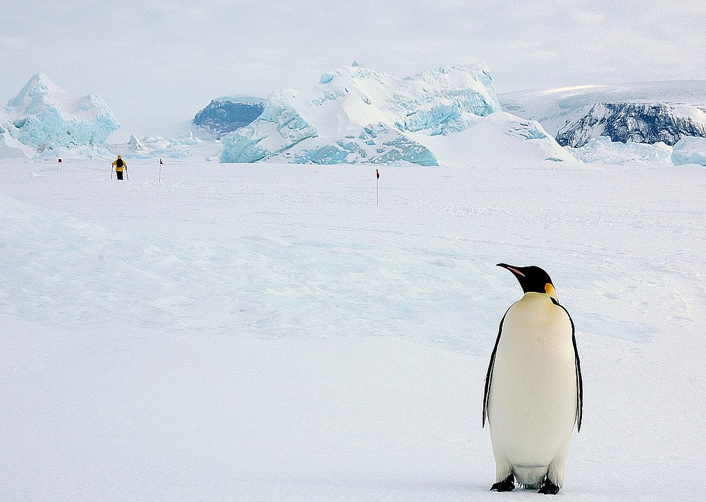 Where Do Emperor Penguins Go When They Migrate?