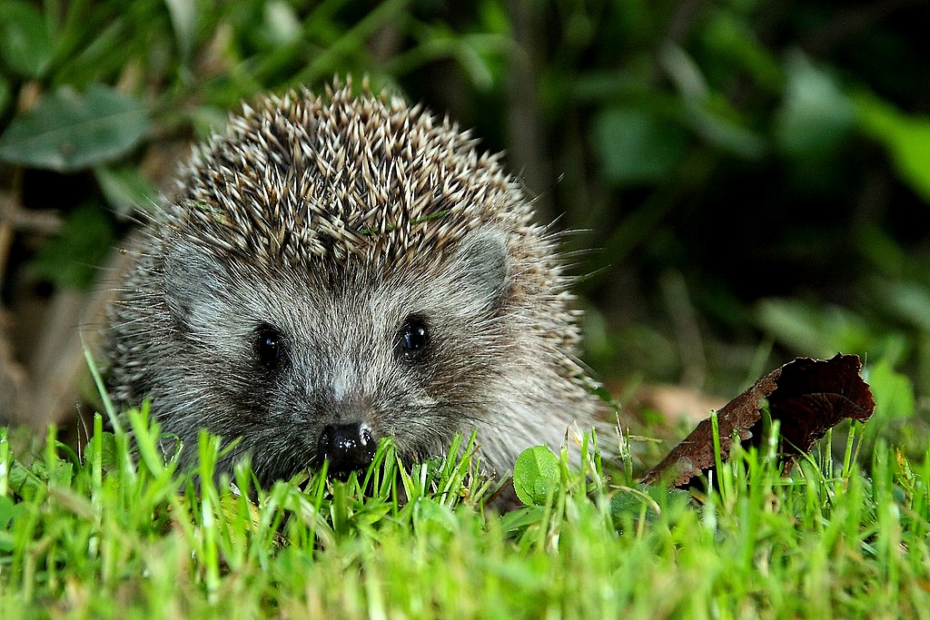 Do Hedgehogs Like Other Hedgehogs?