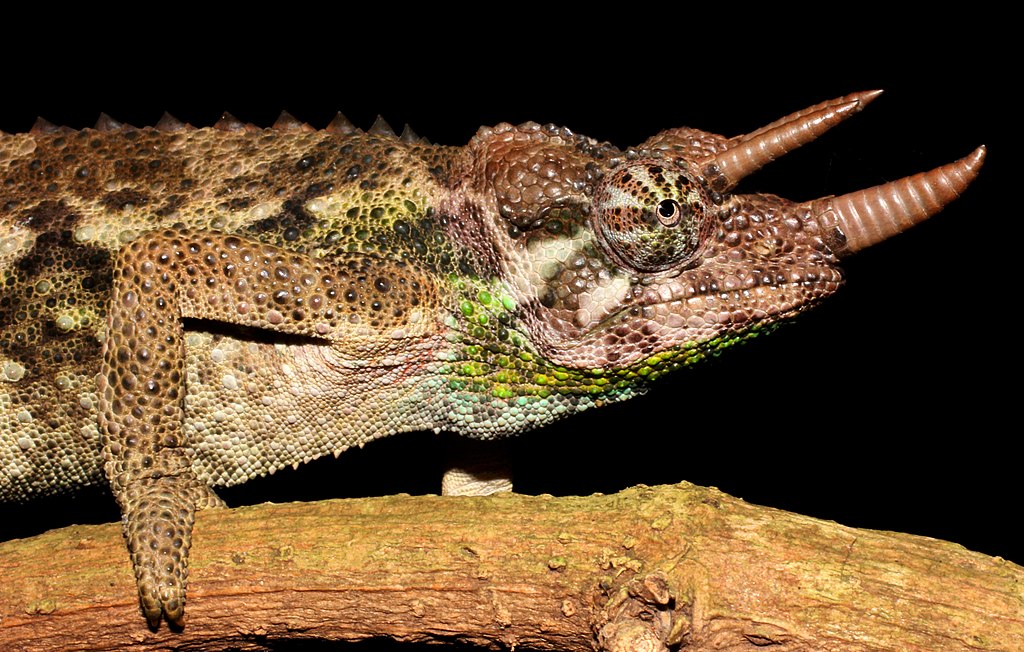 Can You Keep A Male And Female Jackson Chameleon Together?