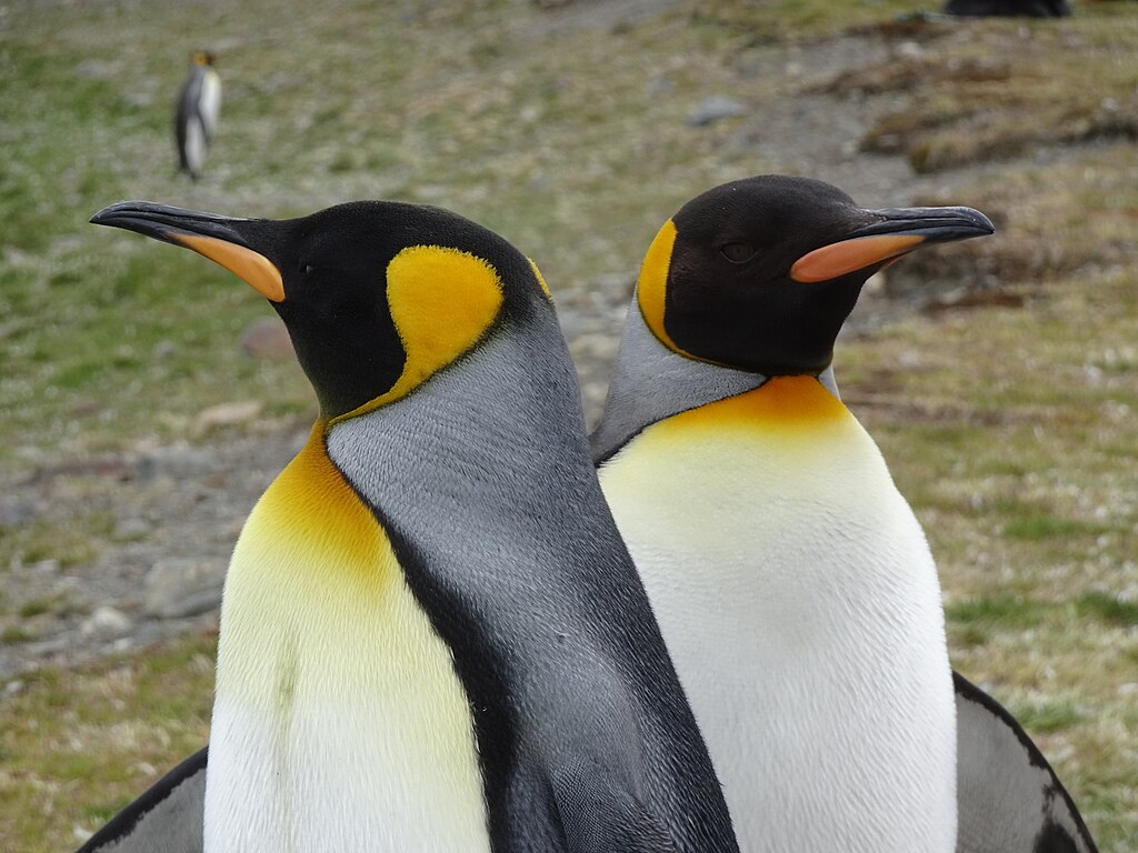 Do King Penguins Mate For Life?