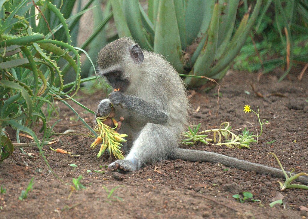 Do Monkeys Eat Fleas?