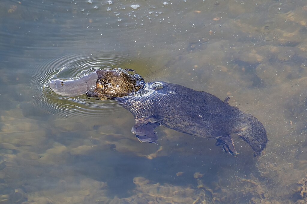 Are Female Platypus Poisonous?