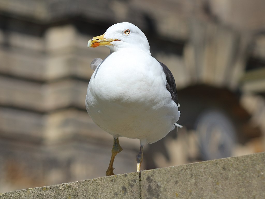 Can Seagulls Eat Rats Whole?