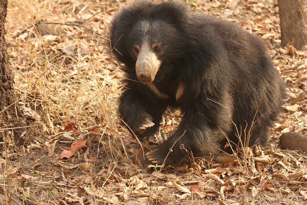 Can A Sloth Bear Kill A Tiger?