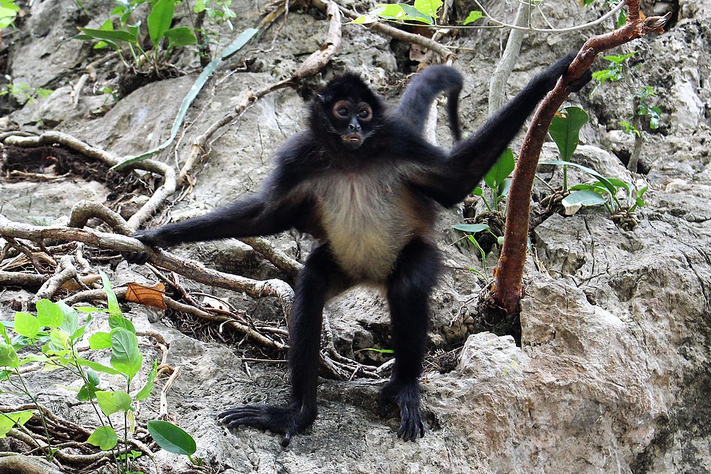 Do Spider Monkeys Eat Bananas?