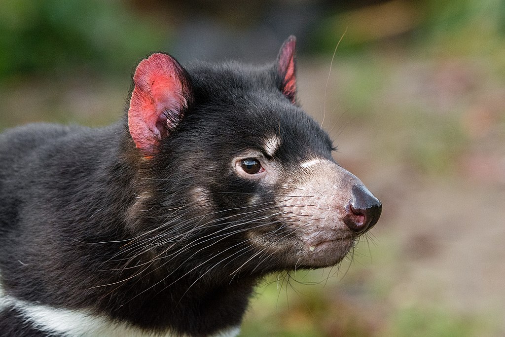 Does The Tasmanian Devil Have The Strongest Bite? - Studying Wildlife