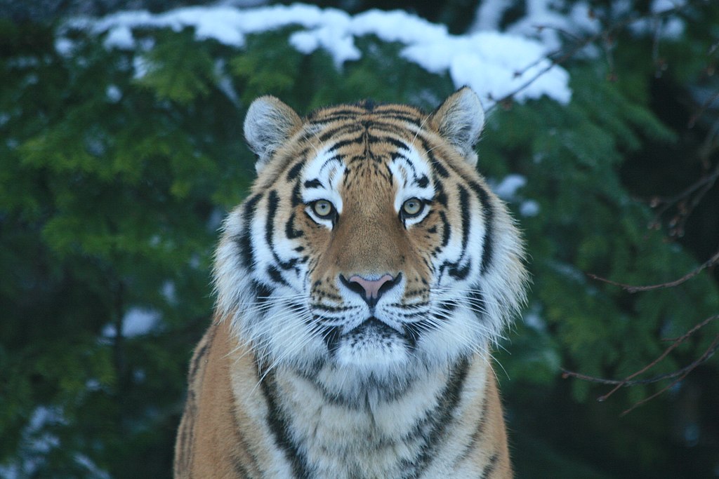 Why Are Tigers So Big?